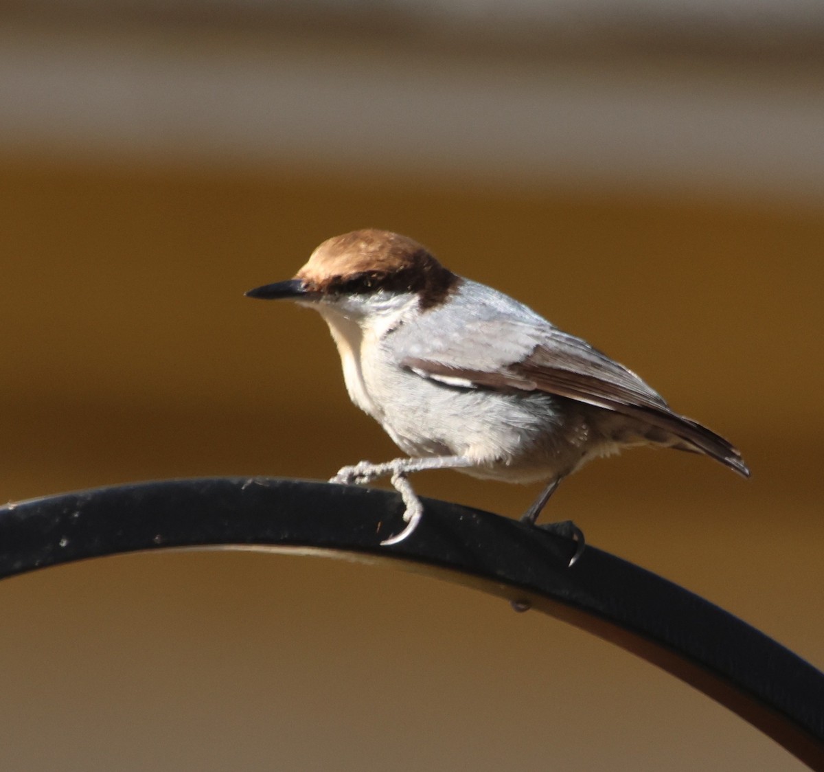 Sittelle à tête brune - ML645794948
