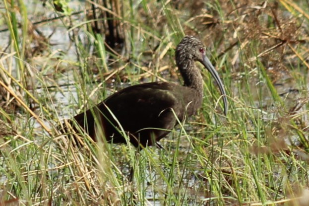 Beltzaran musuzuria - ML645794952