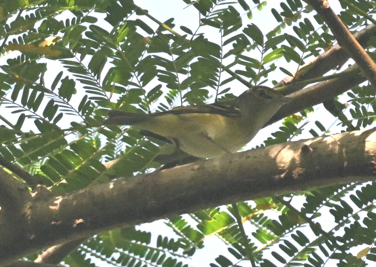 White-eyed Vireo - ML645794954