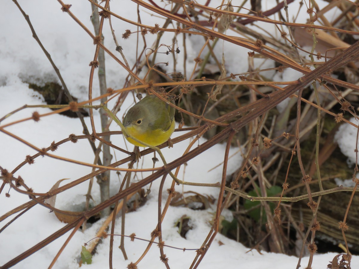 Nashville Warbler - ML645794955
