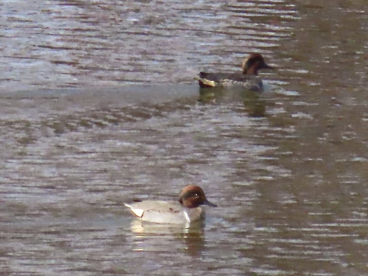 Green-winged Teal - ML645794956