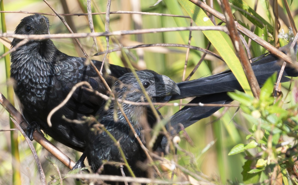 Groove-billed Ani - ML645794957