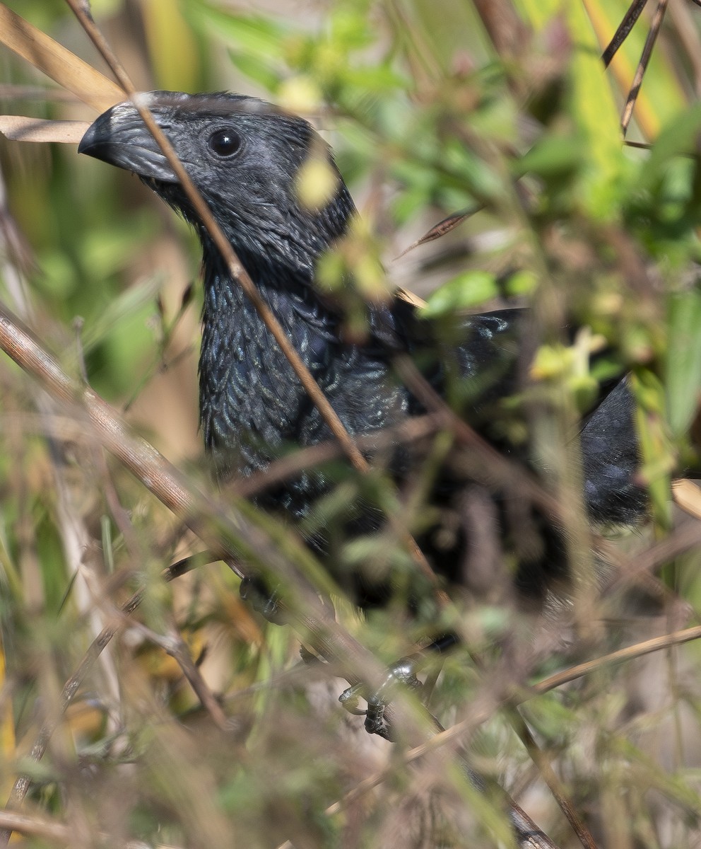 Groove-billed Ani - ML645794958