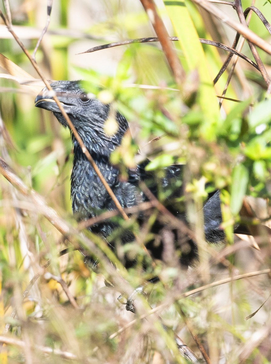 Groove-billed Ani - ML645794960