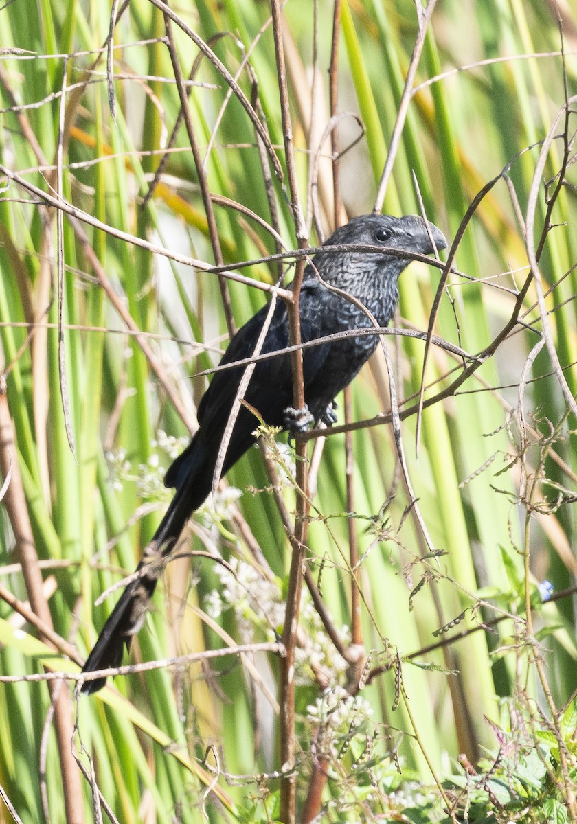 Ані товстодзьобий - ML645794967
