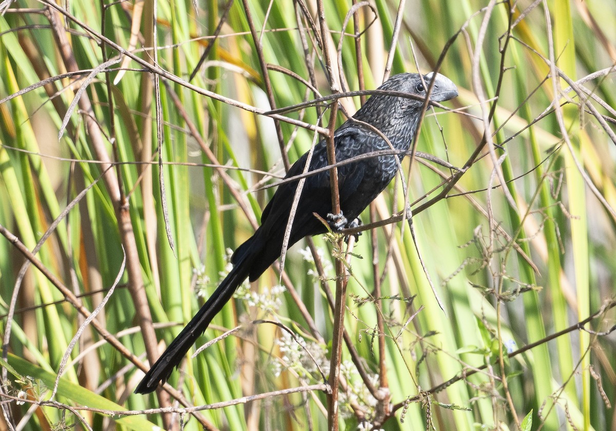 Ані товстодзьобий - ML645794968