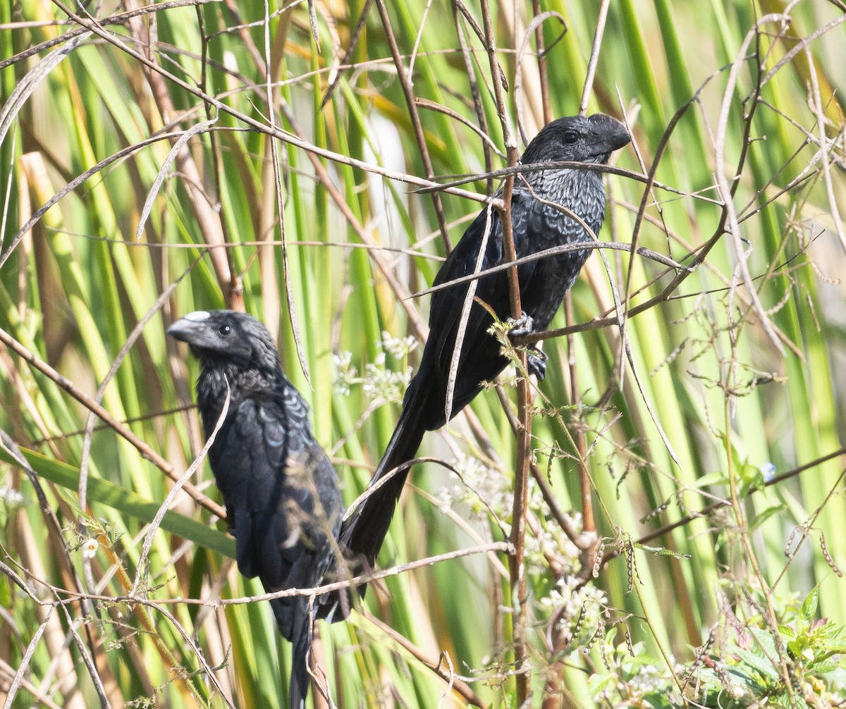 Ані товстодзьобий - ML645794969