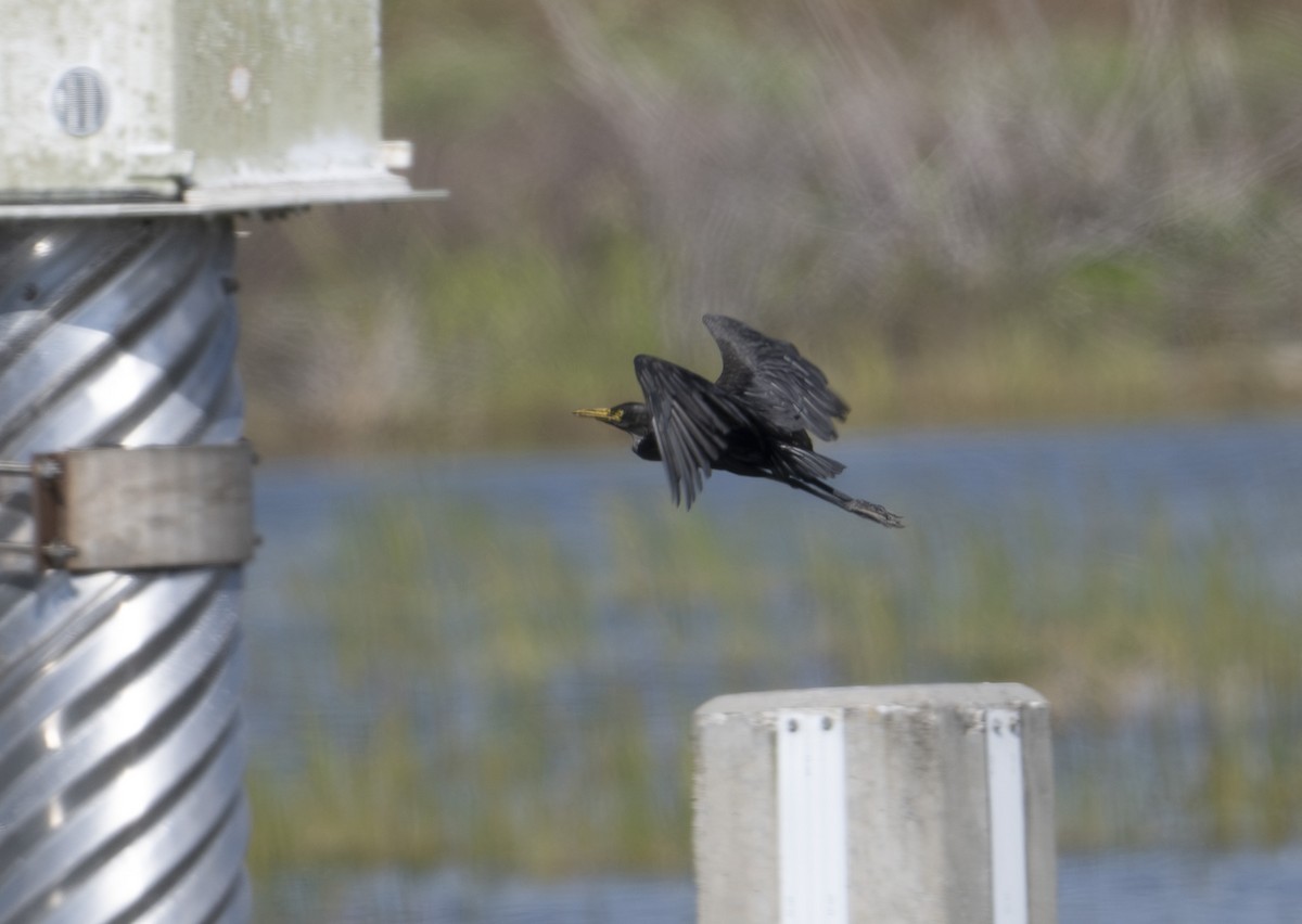 Western Cattle-Egret - ML645794976