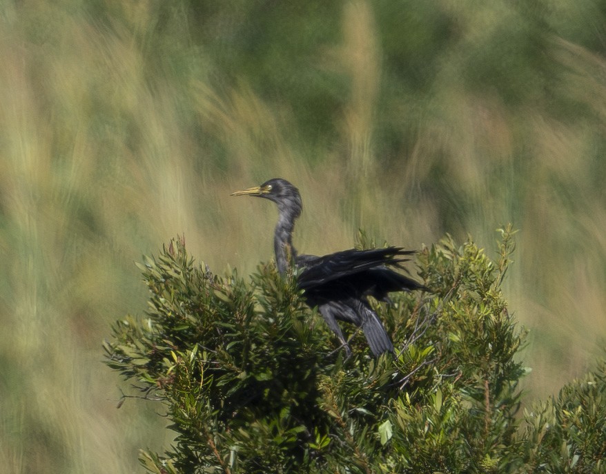 Western Cattle-Egret - ML645794977