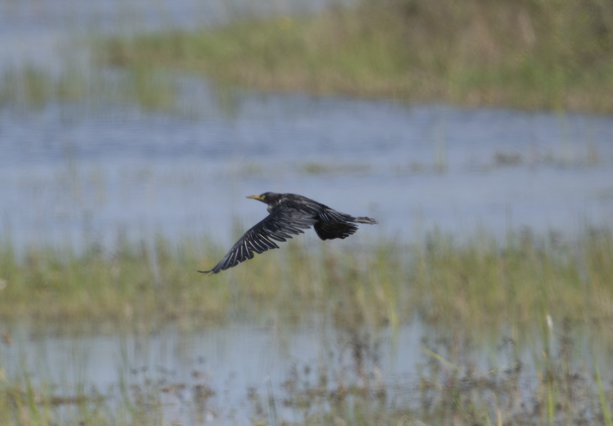 Western Cattle-Egret - ML645794978