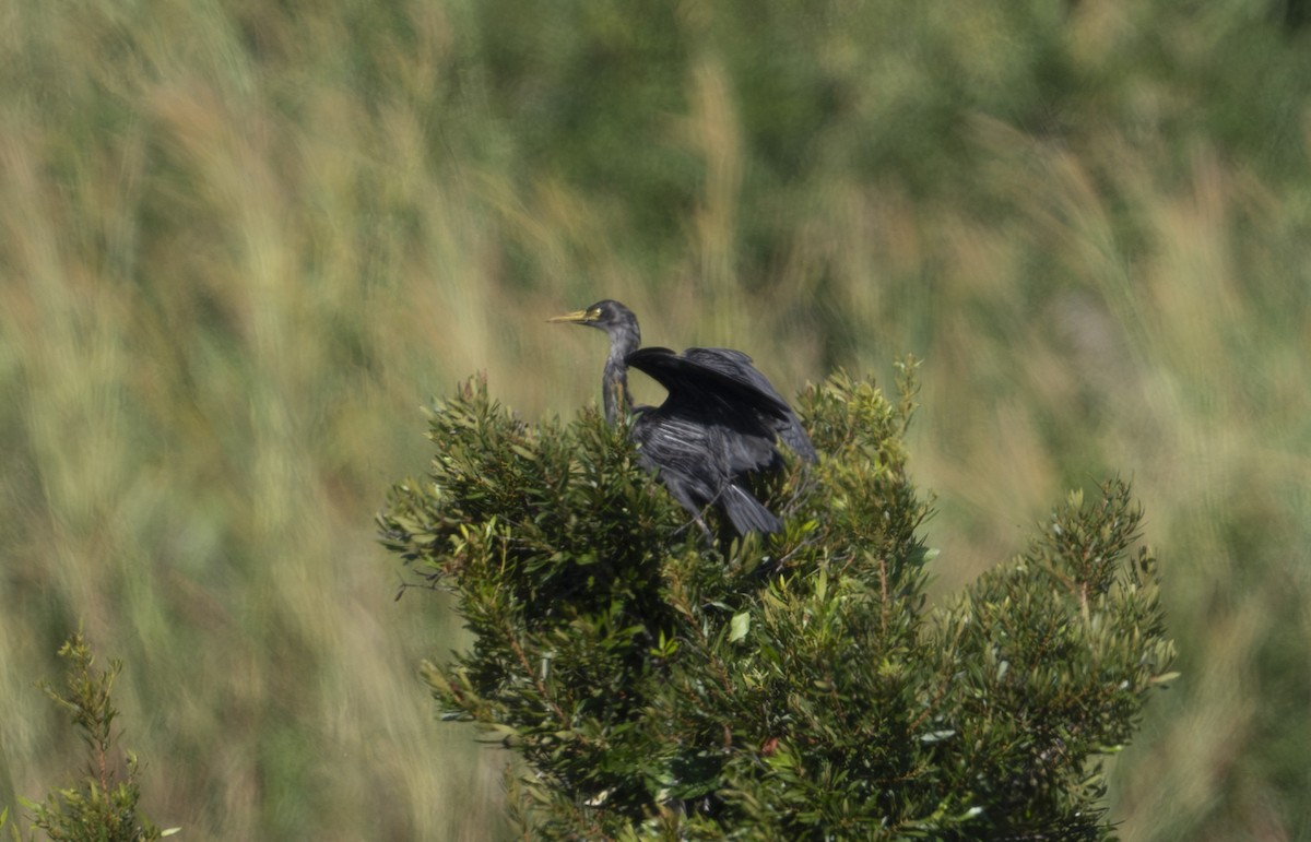 Western Cattle-Egret - ML645794979