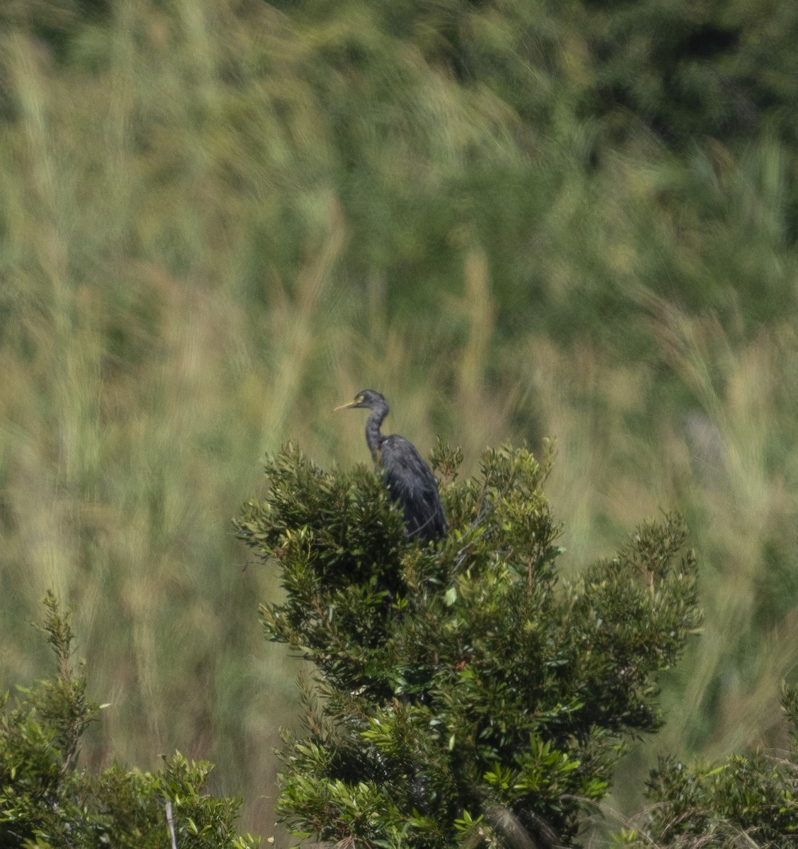 Western Cattle-Egret - ML645794980