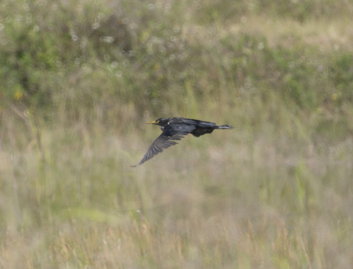 Western Cattle-Egret - ML645794981
