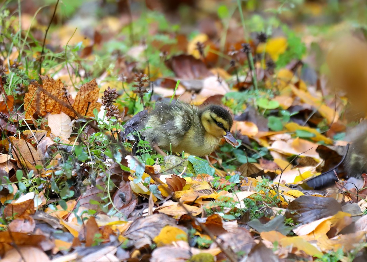 Mallard - ML645794982