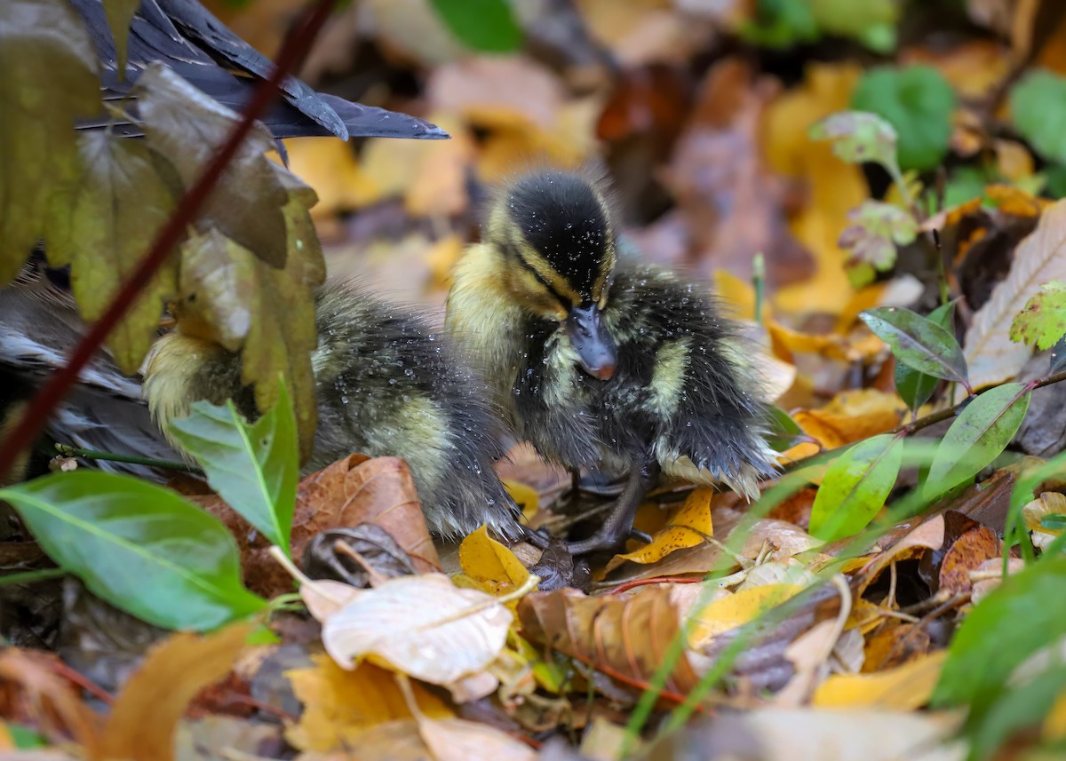 Mallard - ML645794983