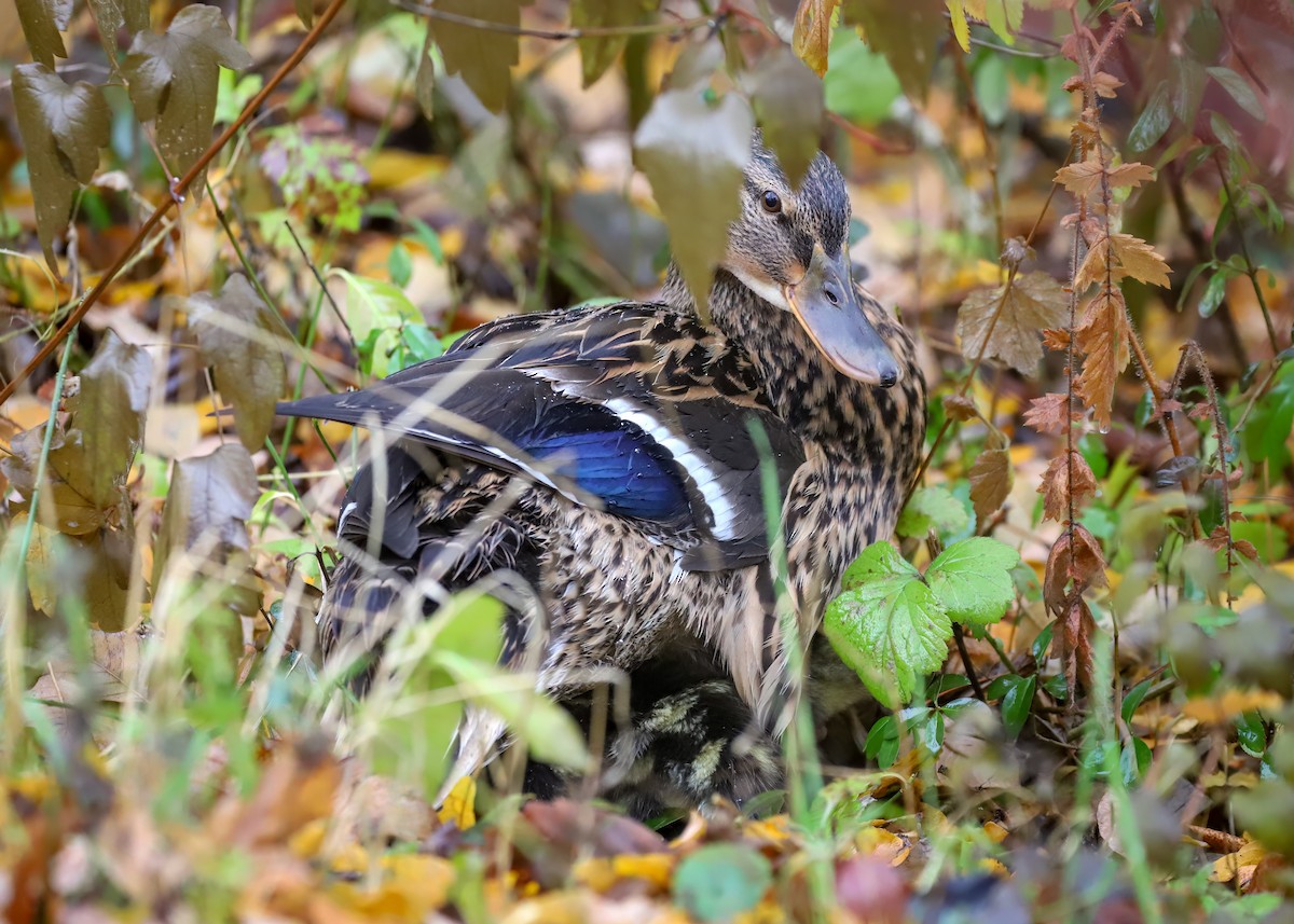 Mallard - ML645794984