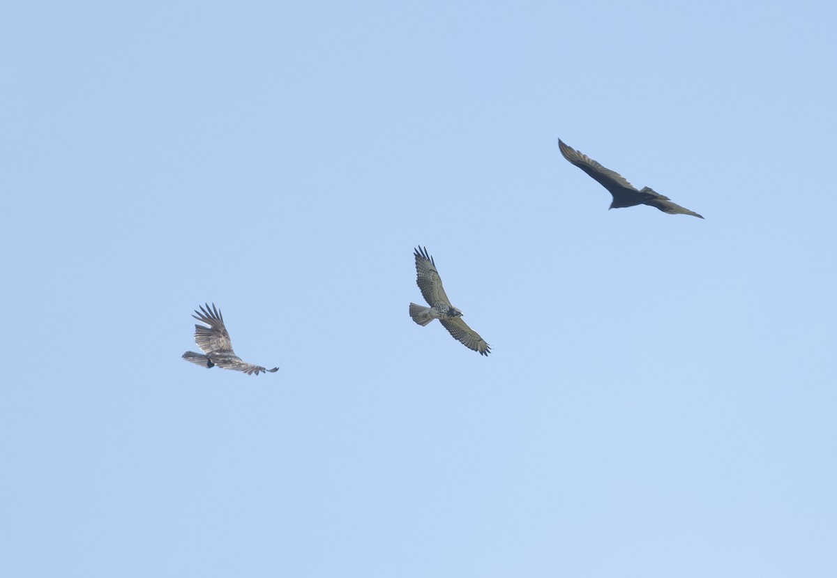 Swainson's Hawk - ML645794985