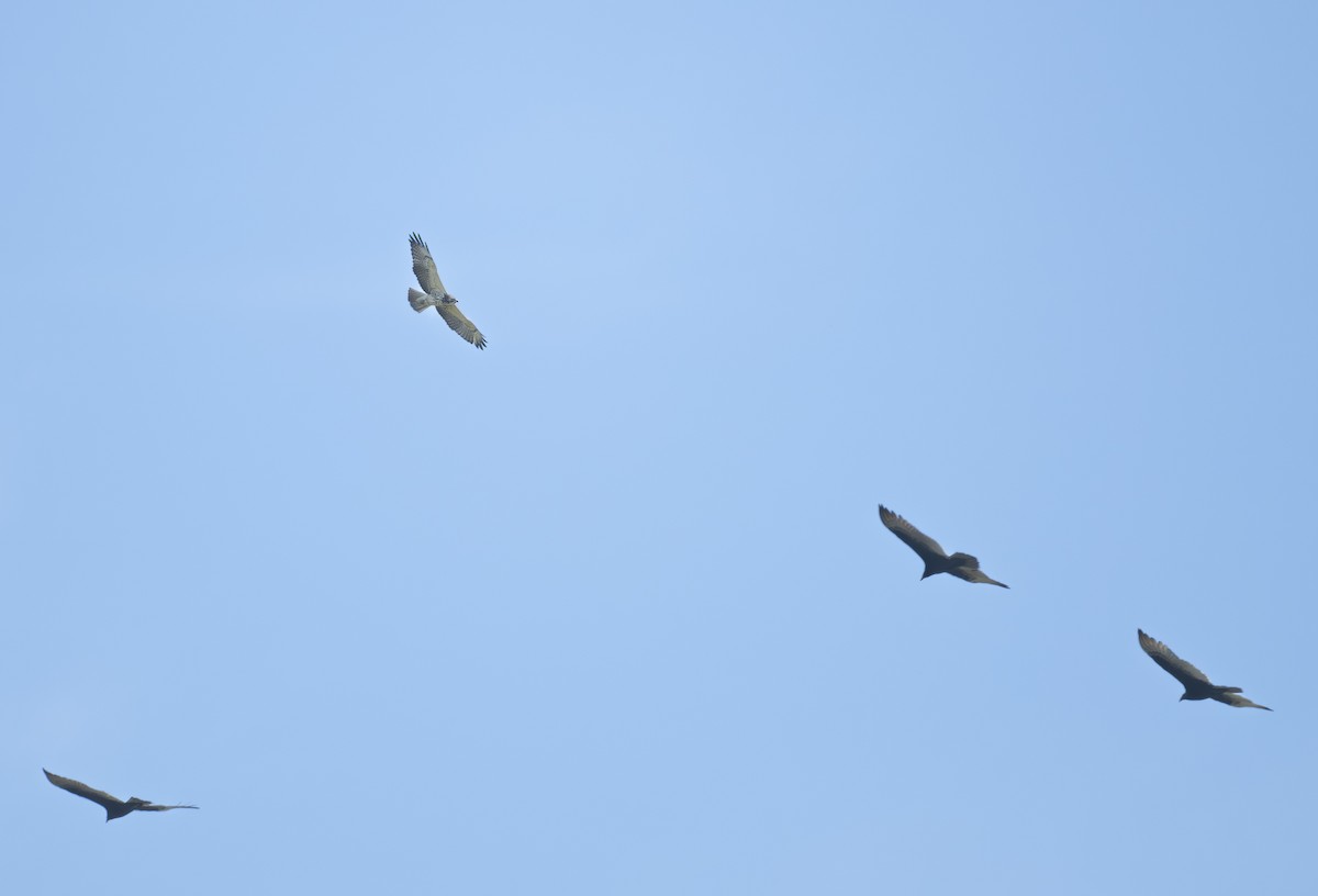 Swainson's Hawk - ML645794986