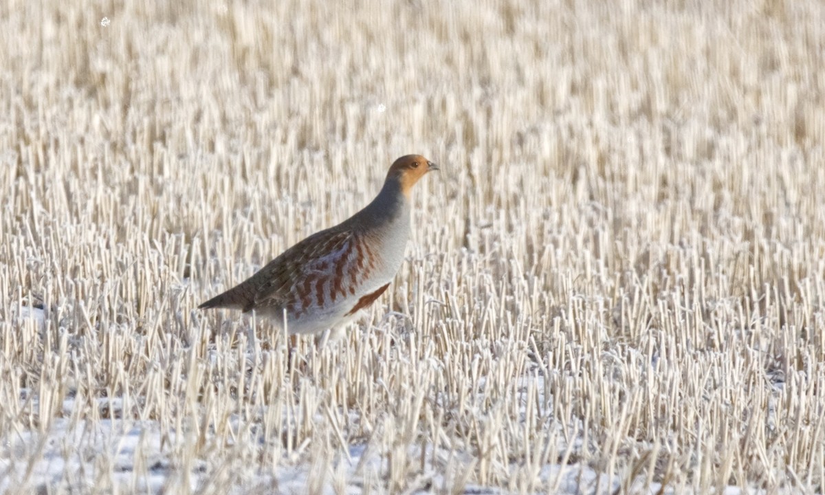 Gray Partridge - ML645794991