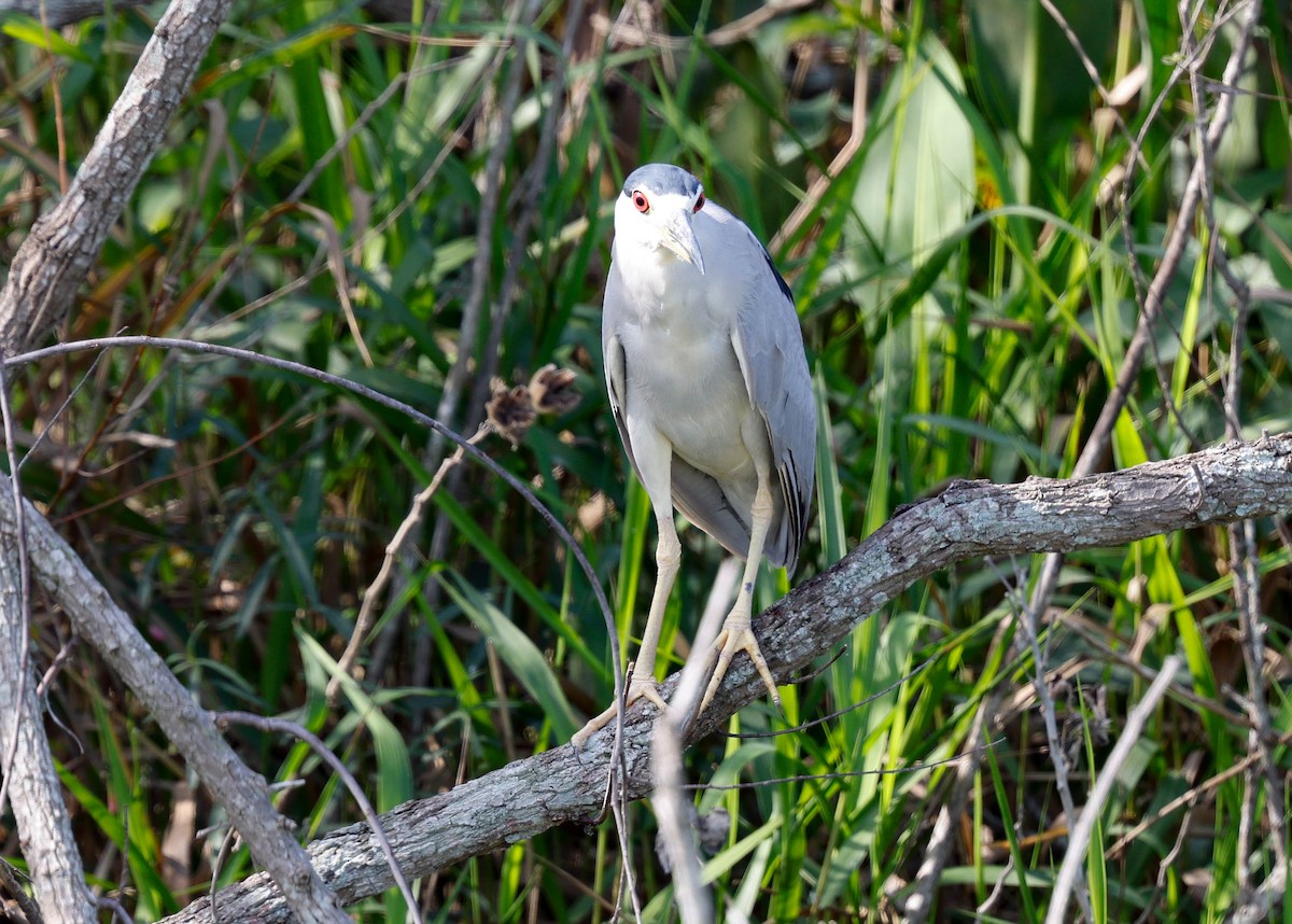 Black-crowned Night Heron - ML645794997