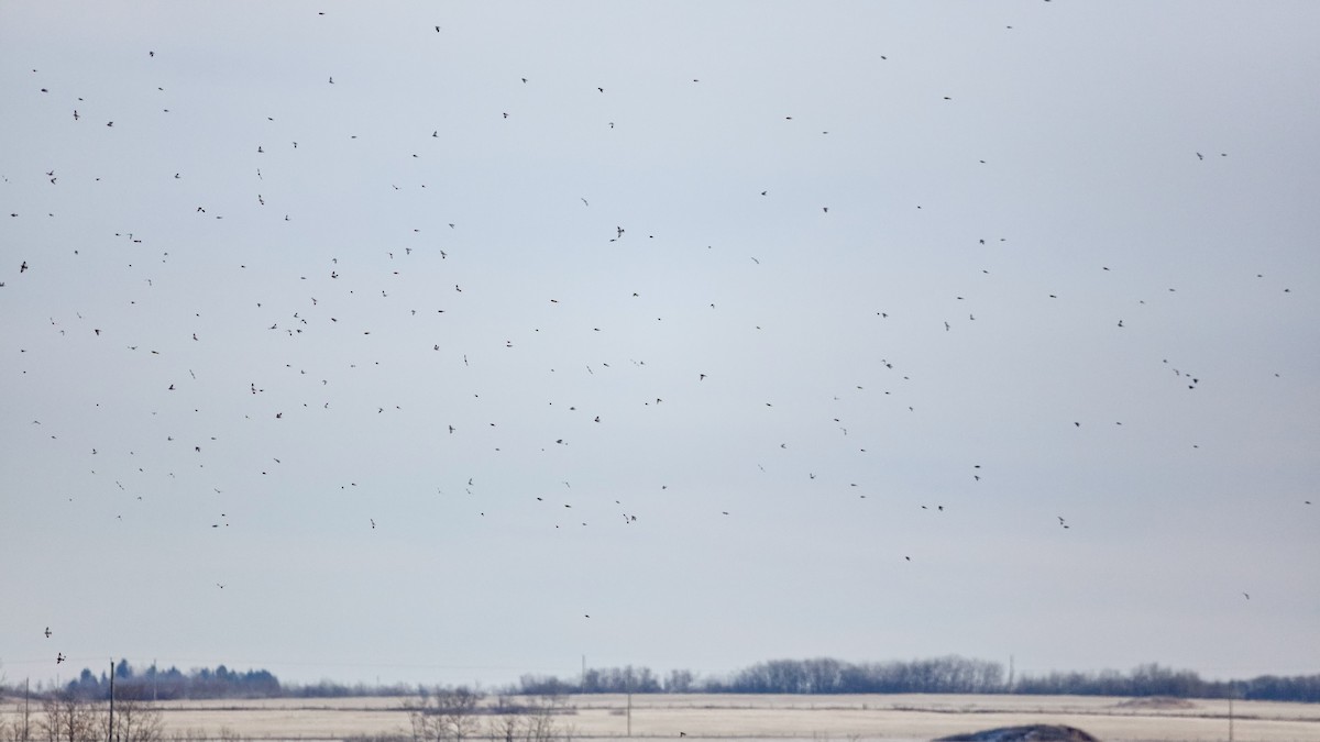 Snow Bunting - ML645794998