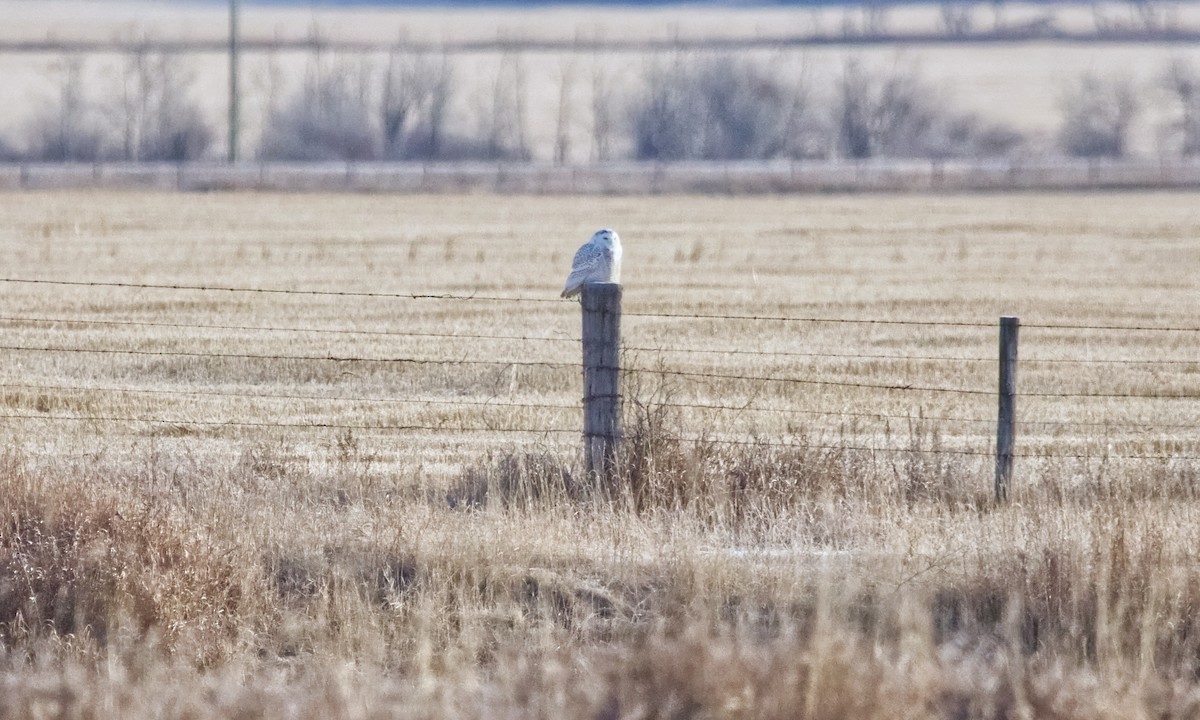 Snowy Owl - ML645795003