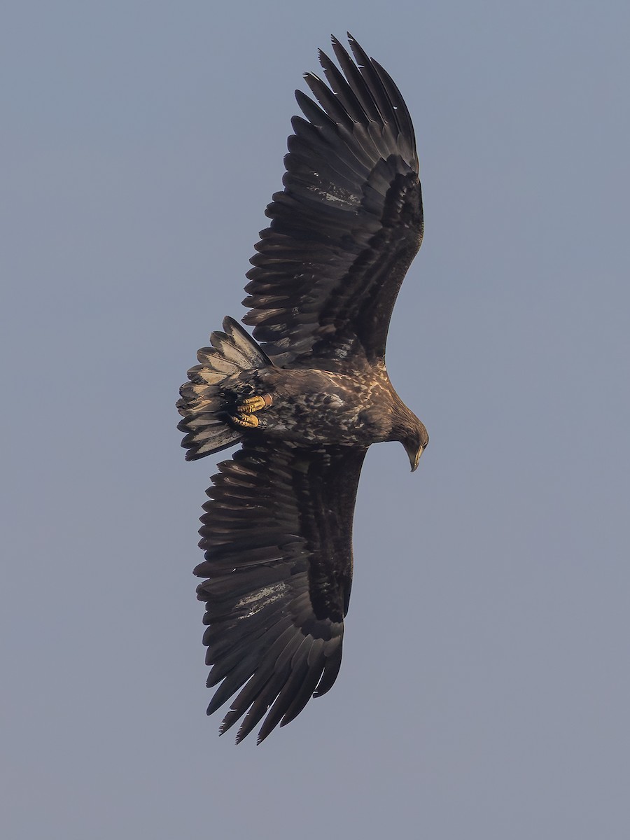 White-tailed Eagle - ML645795007