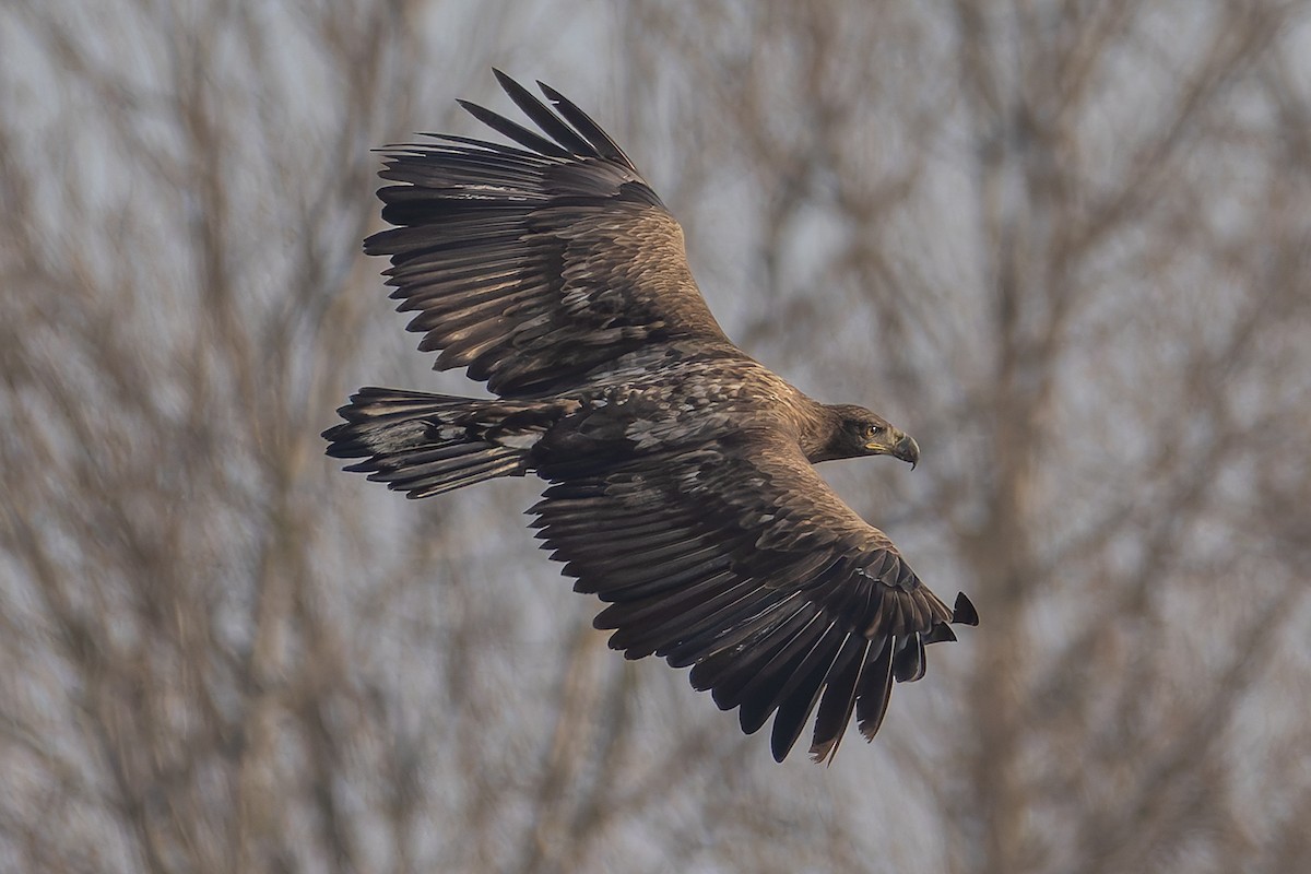 White-tailed Eagle - ML645795008