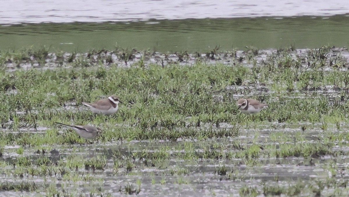 Хүзүүвчит хиазат - ML645795010