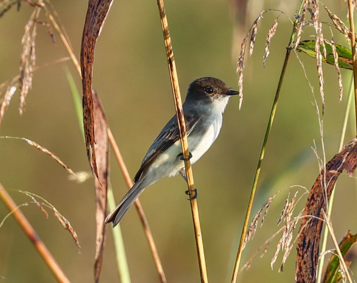 Eastern Phoebe - ML645795022