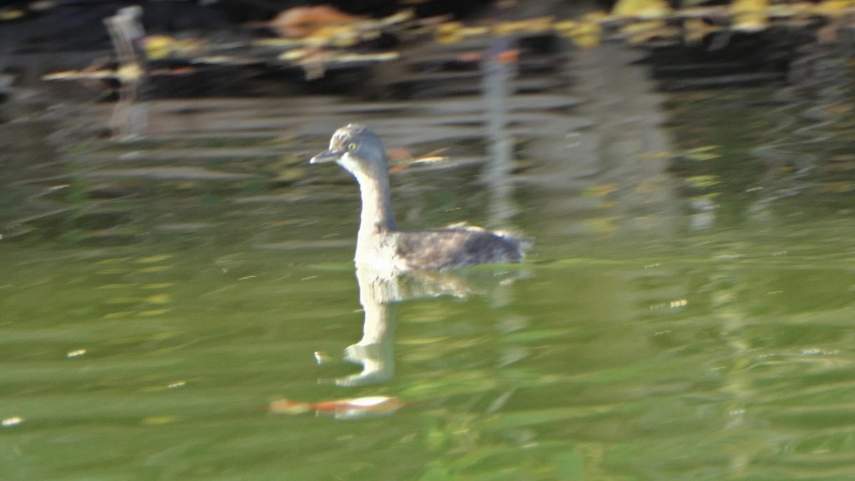 Least Grebe - ML645795024