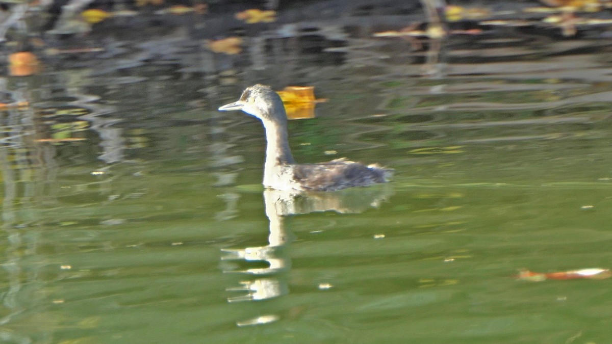 Least Grebe - ML645795025