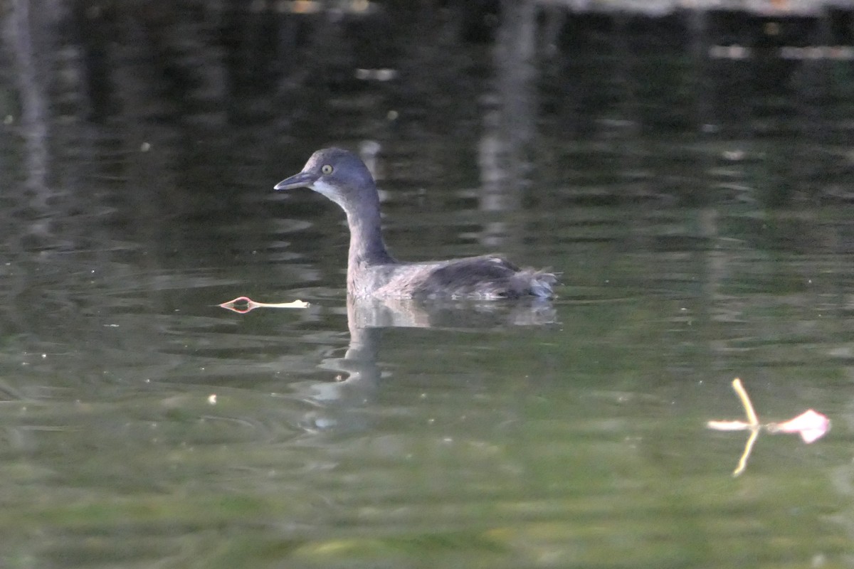 Least Grebe - ML645795027