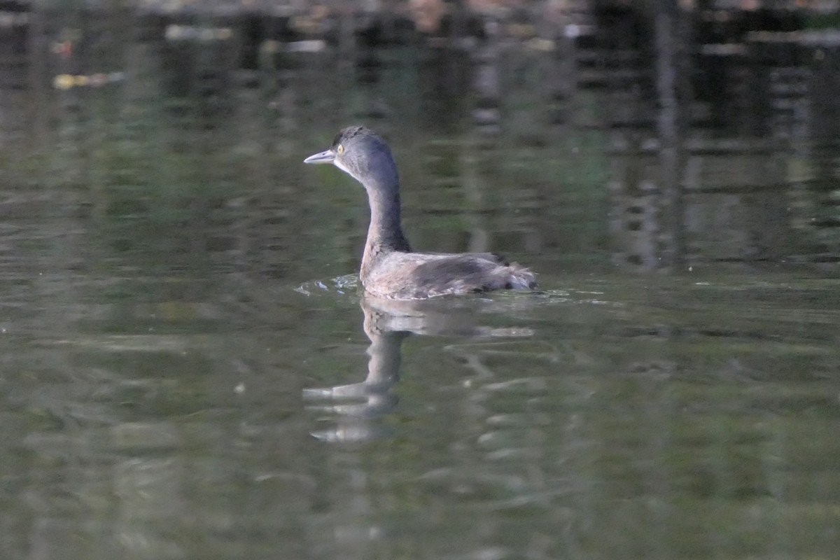 Least Grebe - ML645795028