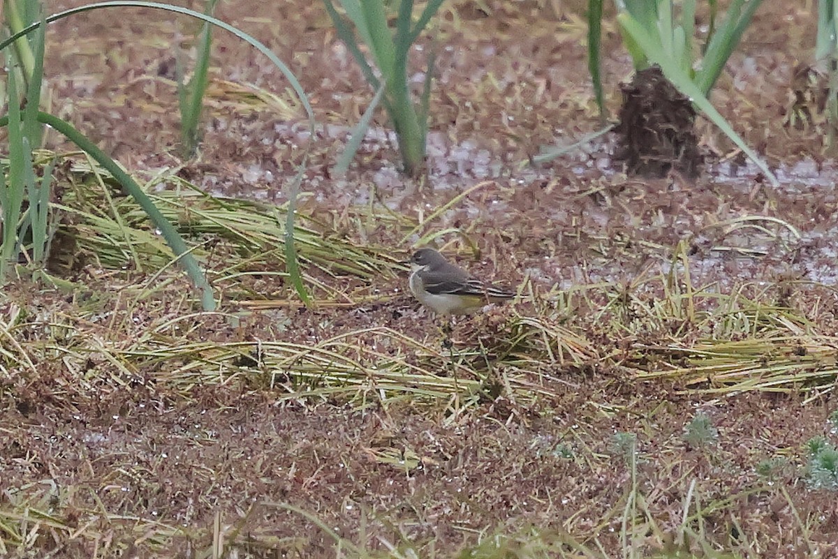 Өрнийн шар цэгцгий - ML645795031