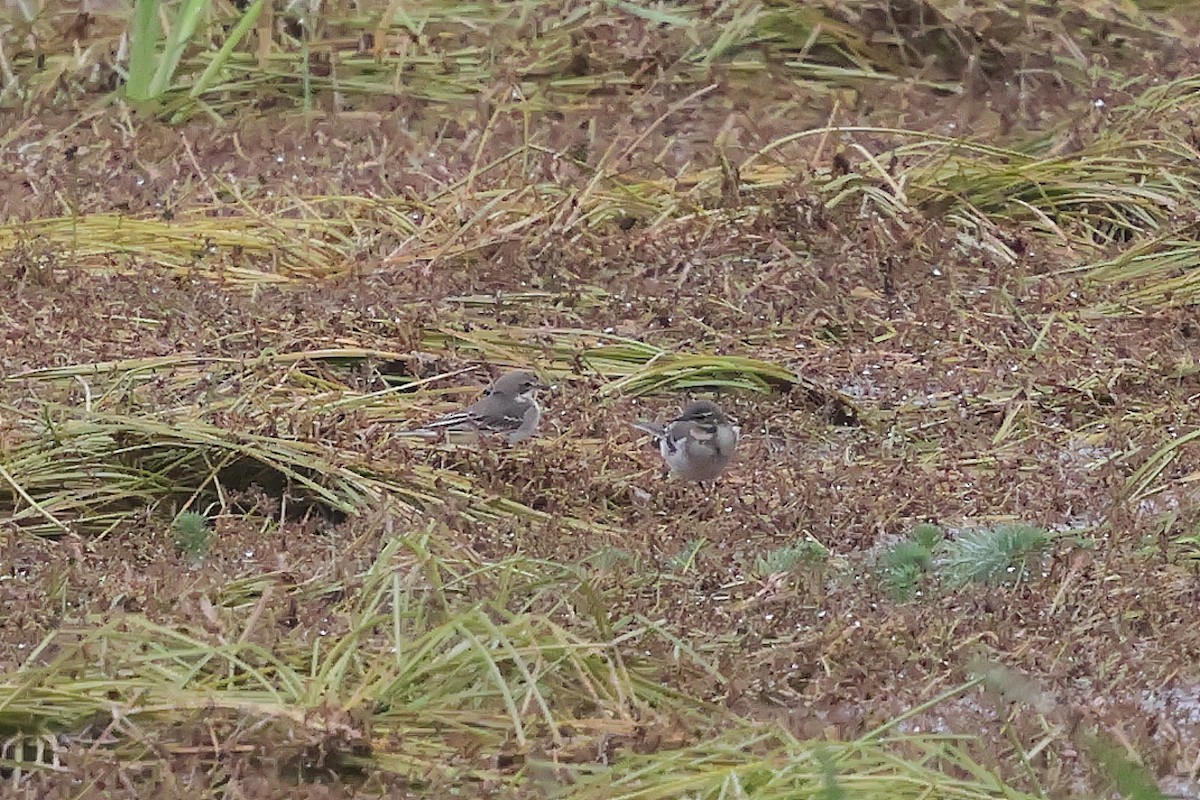 Өрнийн шар цэгцгий - ML645795032