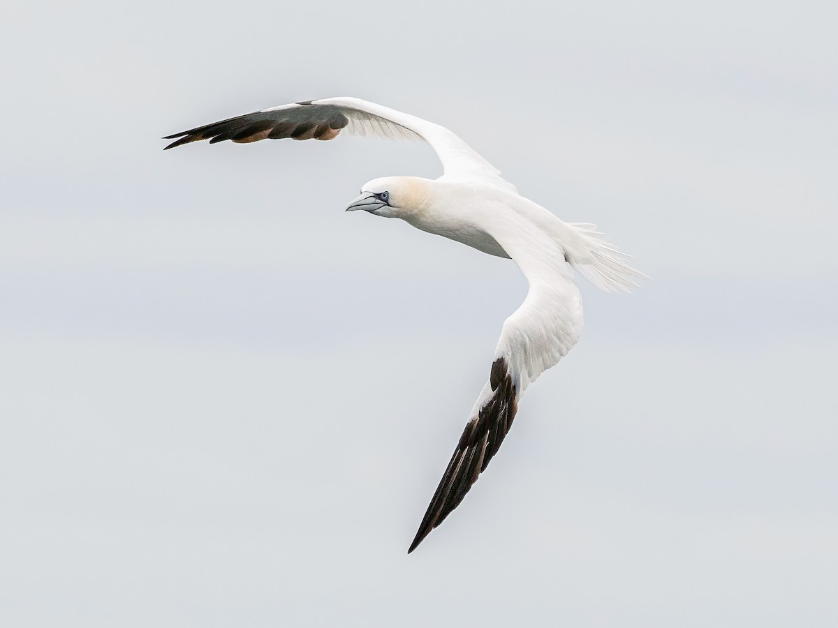 Northern Gannet - ML645795035