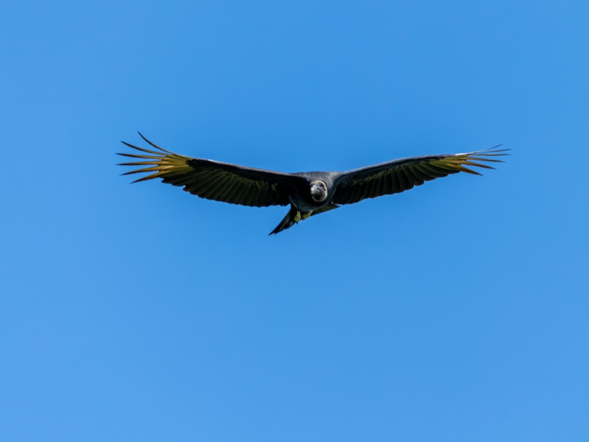 Чёрная катарта - ML645795043