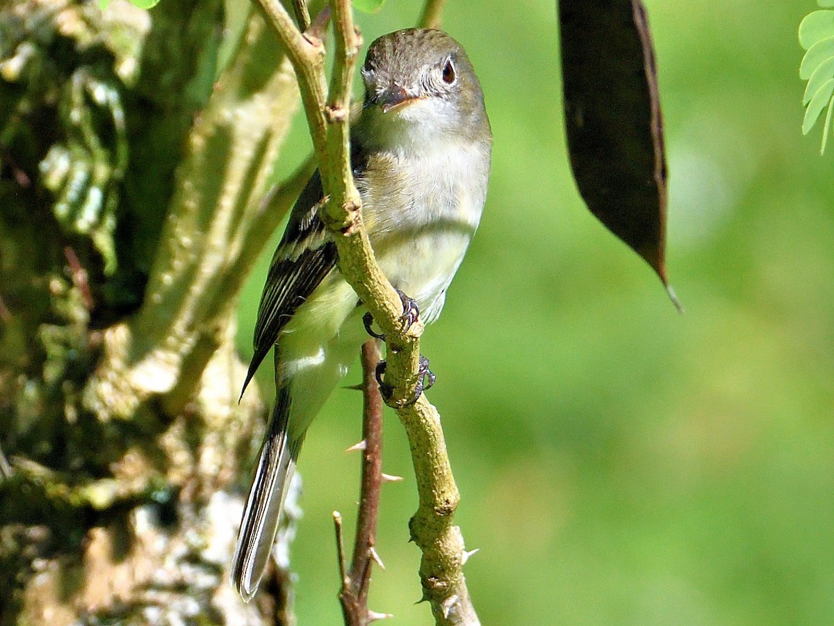 Least Flycatcher - ML645795050
