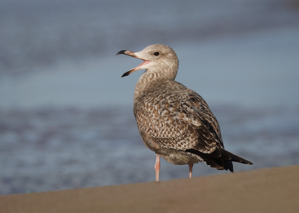 American Herring Gull - ML645795074