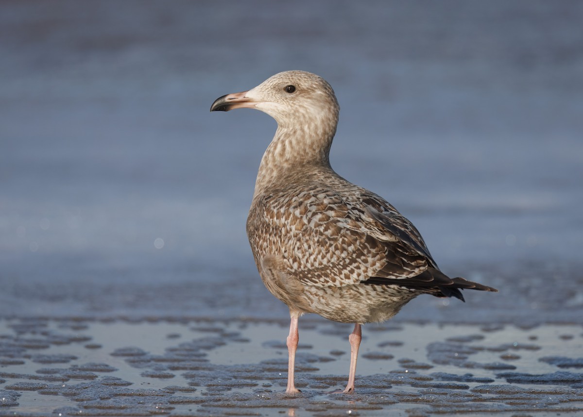 American Herring Gull - ML645795085