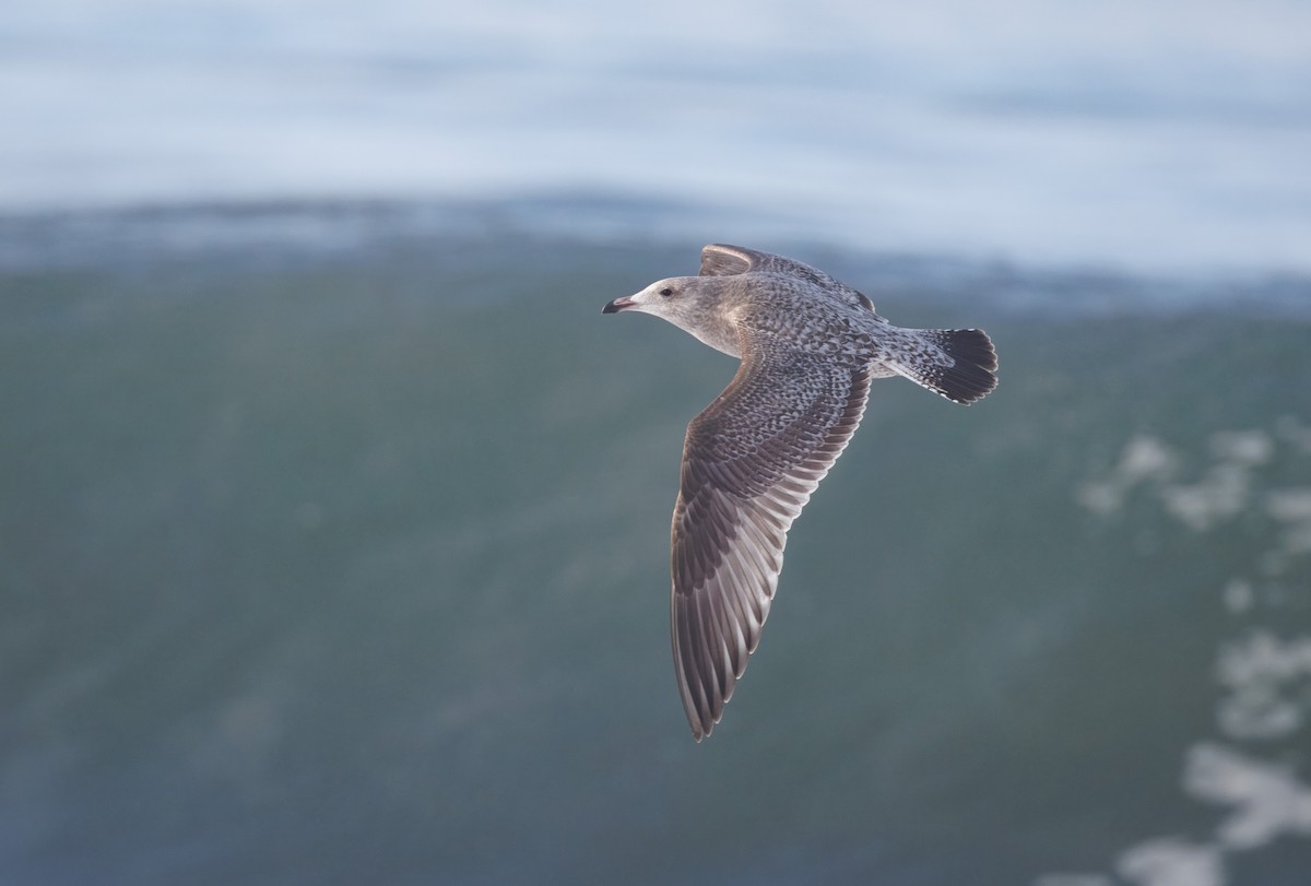 American Herring Gull - ML645795087