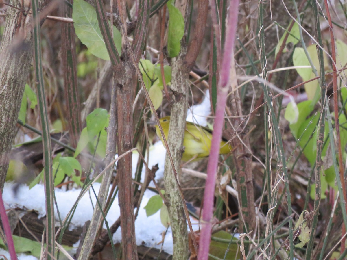 Northern Yellow Warbler - ML645795088