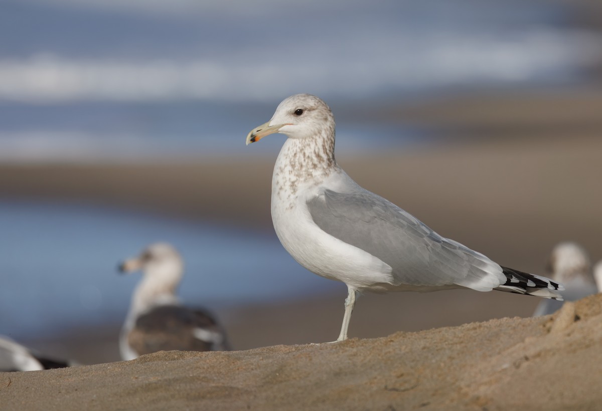 California Gull - ML645795093