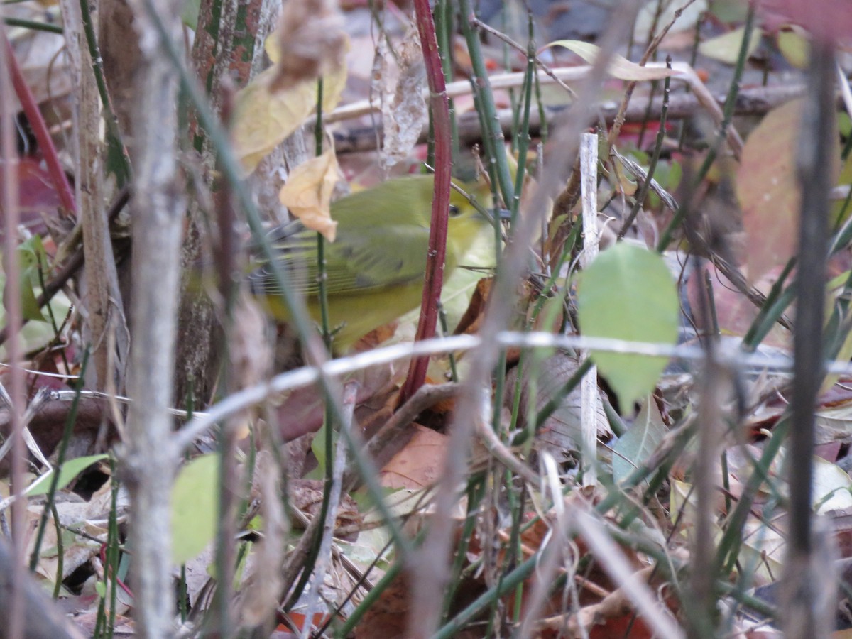 Northern Yellow Warbler - ML645795096