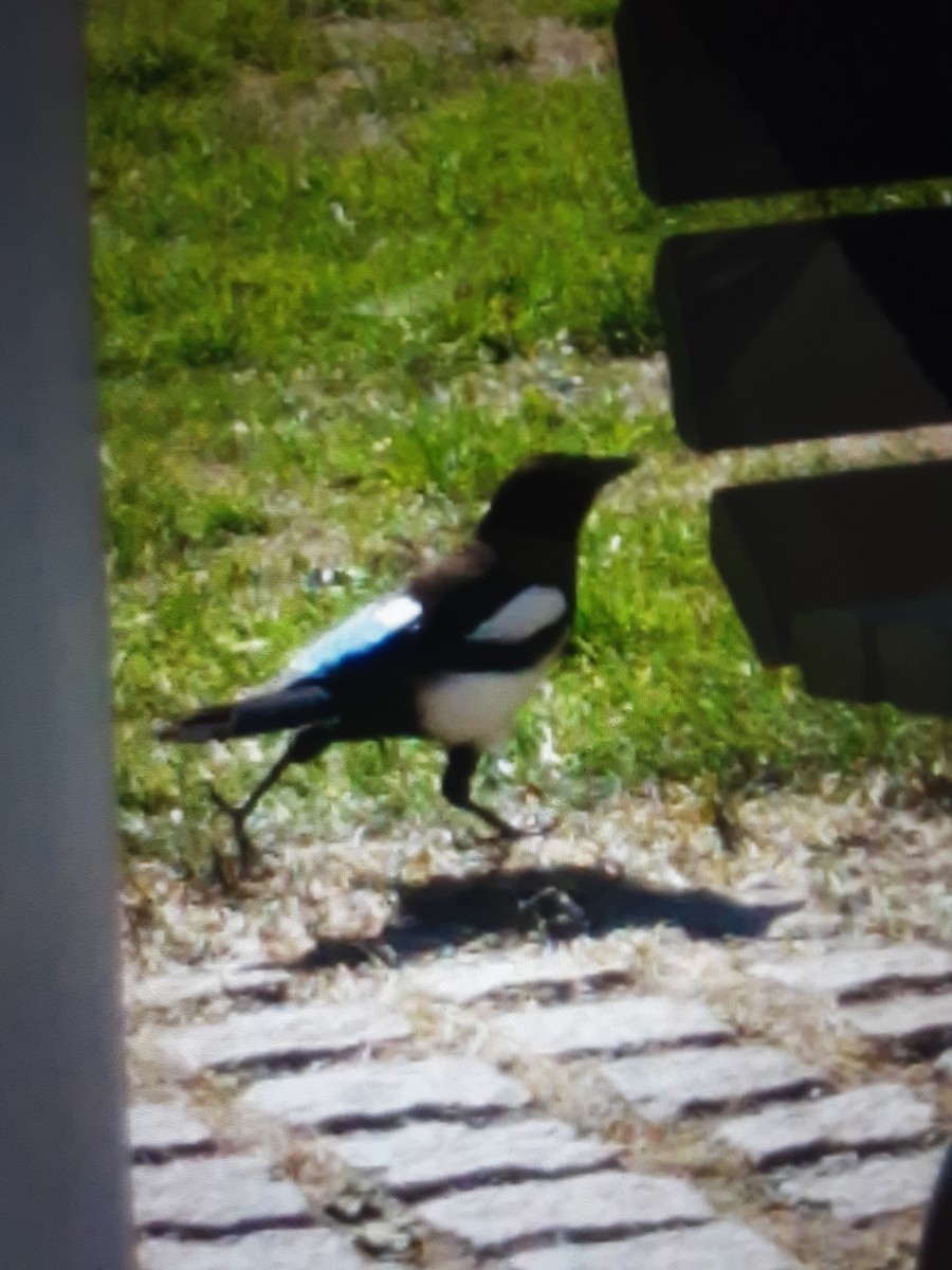 עקעק זנבתן - ML645795115