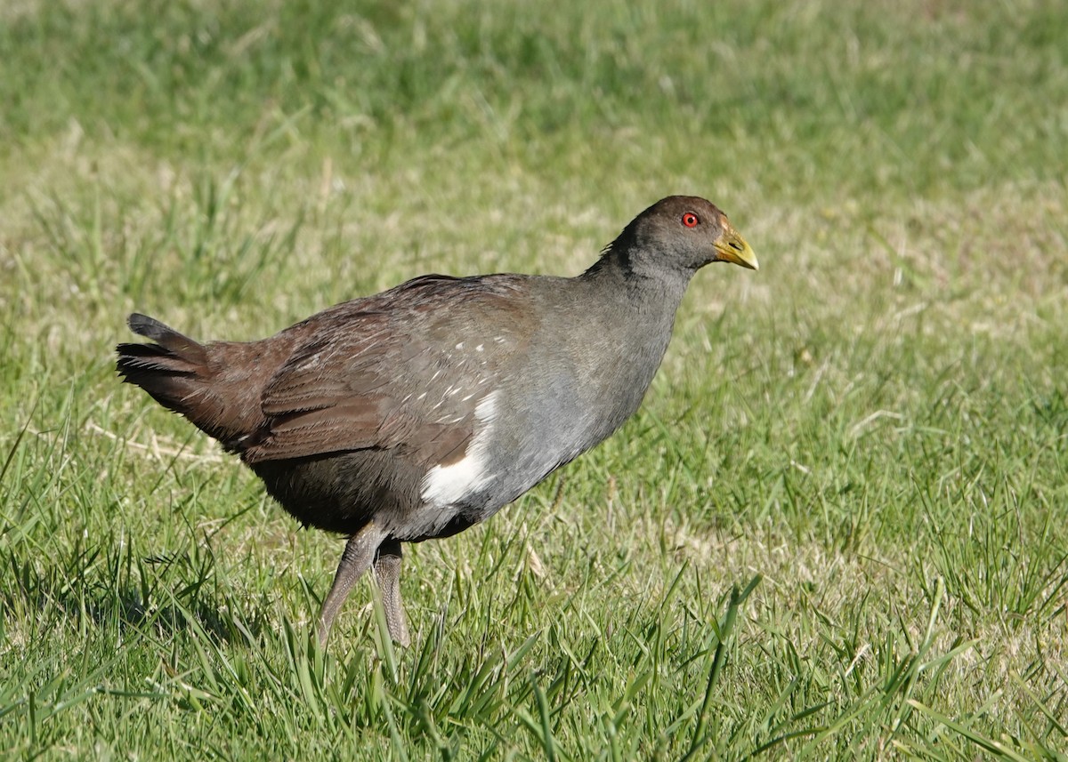 Tasmanian Nativehen - ML645795124