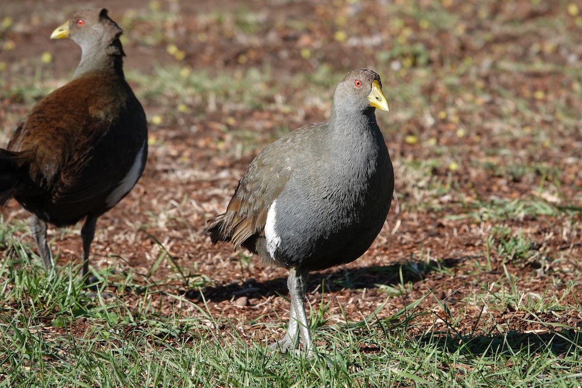 Tasmanian Nativehen - ML645795125