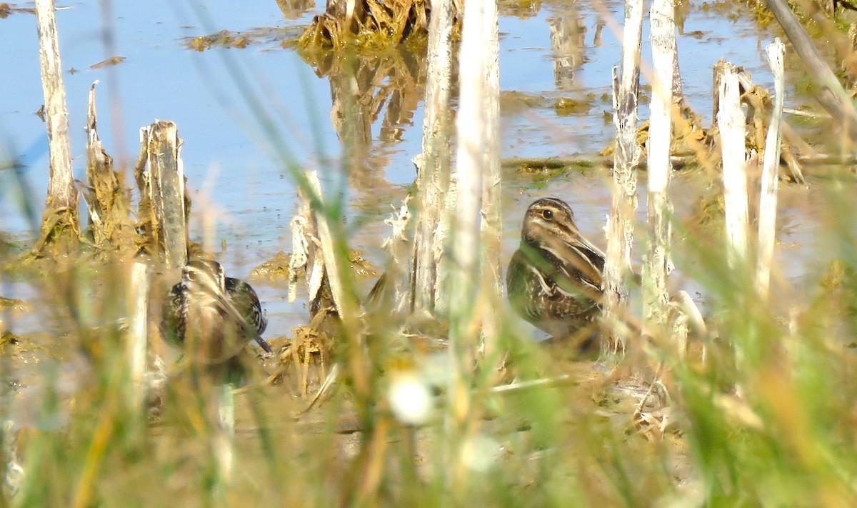 Wilson's Snipe - ML645795130