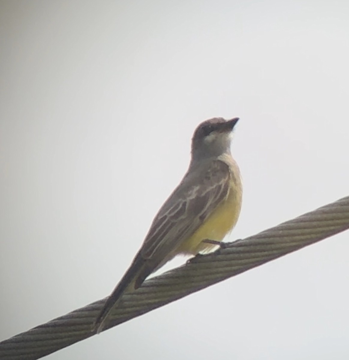 Cassin's Kingbird - ML645795131